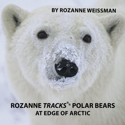 Rozanne Tracks Polar Bears at Edge of Arctic