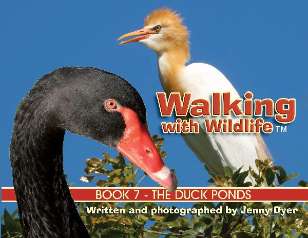 Walking with Wildlife - Book 7: The Duck Ponds