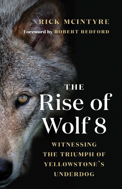 The Rise of Wolf 8: Witnessing the Triumph of Yellowstones Underdog