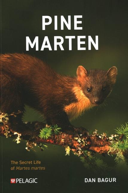 Pine Marten: The Secret Life of Martes Martes