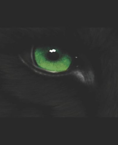Wolf Beginnings Book 1 of the Wolf Series