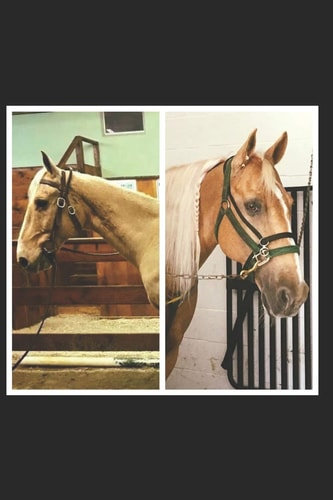 Faces Of Rescue True Stories of Horse Rescue