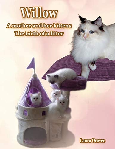 Willow A Mother and Her Kittens: The Birth of a Litter