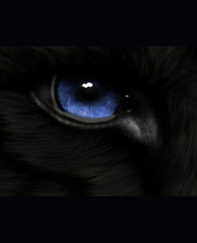 Wolf Answers: Book 2 of the Wolf Series.