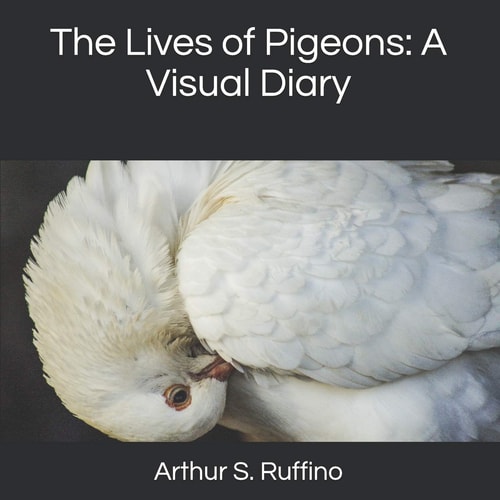 The Lives of Pigeons A Visual Diary