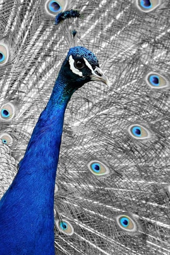 Blue Peacock The Indian Peafowl Or Blue Peafowl Is a Large and Brightly Colored Bird, Native to South Asia.