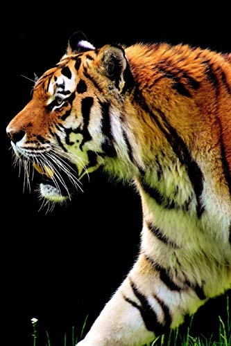 Hunting Tiger They Are Very Good Swimmers and Have Been Known to Kill Prey While Swimming.
