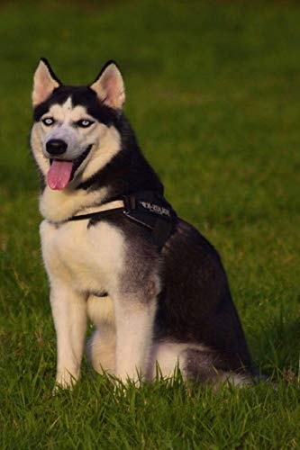Husky This Is a General Name for a Sled-Type of Dog Used in Northern Regions, Differentiated from Other Sled-Dog Types by Their Fast Pulling Style. They Are an Ever-Changing Cross-Breed of the Fastest Dogs.