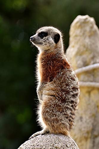 Meercat The Meerkat Or Suricate Is a Small Carnivoran Belonging to the Mongoose Family. It Is the Only Member of the Genus Suricata.