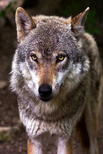 Nice Doggy The Misunderstood Wolf: Most of Us Grew Up Hearing Stories about the Big, Bad Wolf. But Wolves Are Not Really Big Or Bad. They Aren't Even Harmful to Humans!