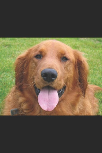 My Dog Is My Best Friend