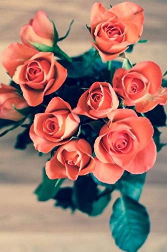 Apricot Rose A Wonderful Way of Bringing Warmth to Your Garden.