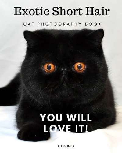 Exotic Short Hair Cat Photography Book You Will Love It!