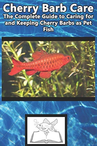 Cherry Barb Care The Complete Guide to Caring for and Keeping Cherry Barbs As Pet Fish