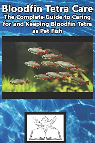 Bloodfin Tetra Care The Complete Guide to Caring for and Keeping Bloodfin Tetra As Pet Fish