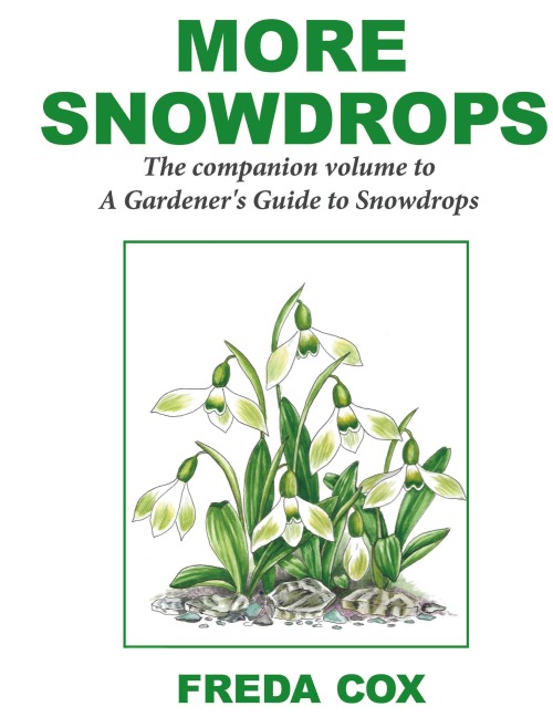 More Snowdrops