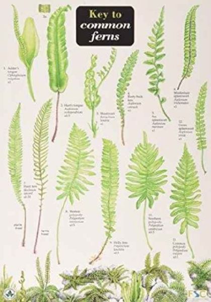 Key to Common Ferns