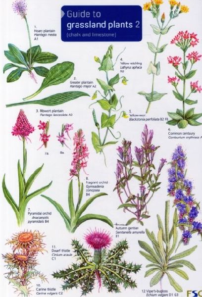 Guide to Grassland Plants 2: Chalk and Limestone