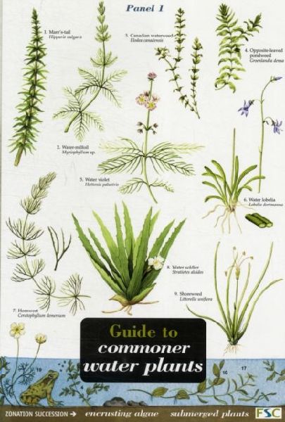 Guide to Commoner Water Plants