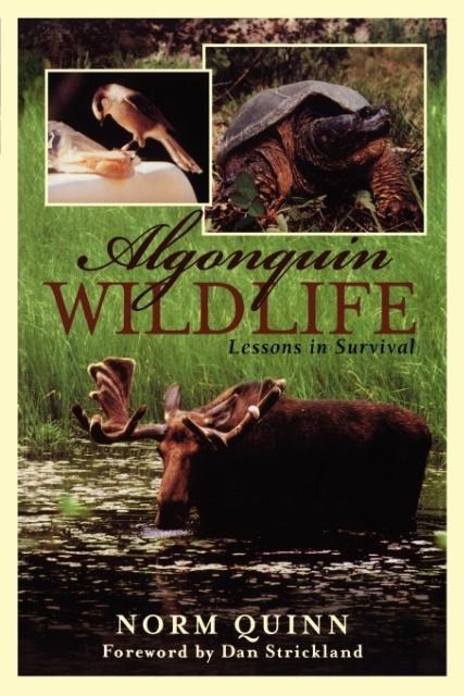 Algonquin Wildlife: Lessons in Survival