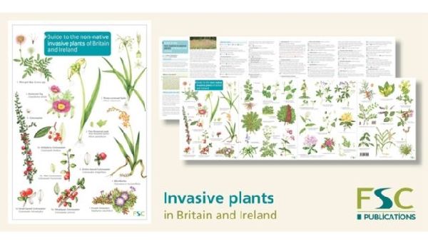 Guide to the non-native invasive plants of Britain and Ireland