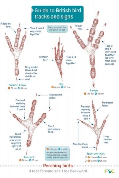 Guide to British bird tracks and signs