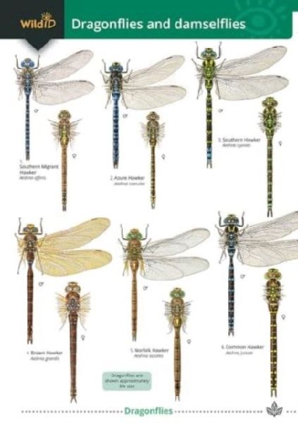 Dragonflies and damselflies