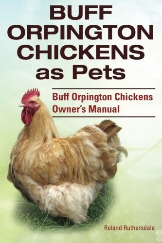 Buff Orpington Chickens As Pets. Buff Orpington Chickens Owner?s Manual