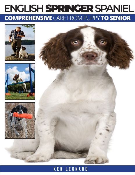 English Springer Spaniel: Comprehensive Care from Puppy to Senior