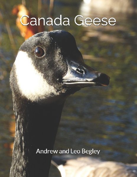Canada Geese