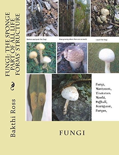 Fungi The Sponge Part of All Life Forms' Structure: Fungi