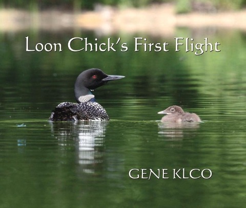 Loon Chicks First Flight