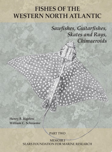 Sawfishes, Guitarfishes, Skates and Rays, Chimaeroids Part 2