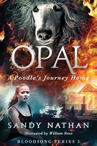 Opal A Poodle's Journey Home