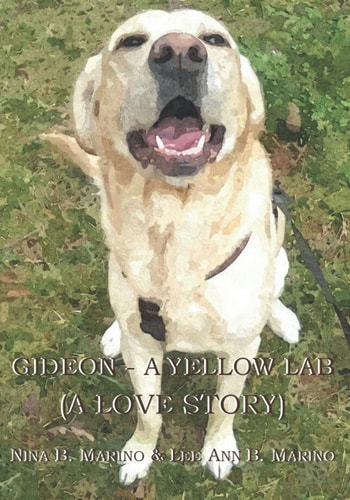 Gideon - a Yellow Lab (a Love Story)