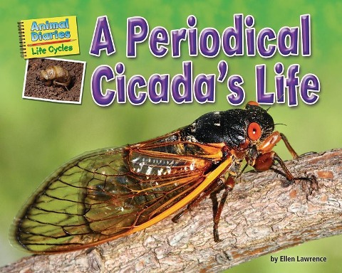 A Periodical Cicadas Life