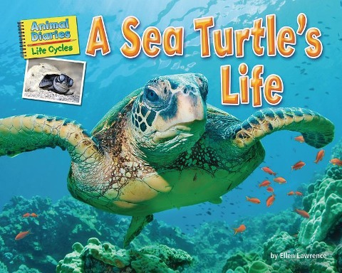 A Sea Turtles Life