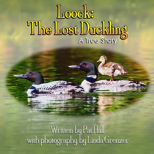 Loock The Lost Duckling: a True Story