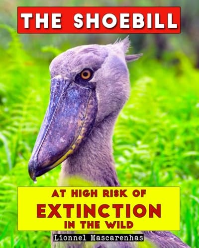 The Shoebill At High Risk of Extinction in the Wild
