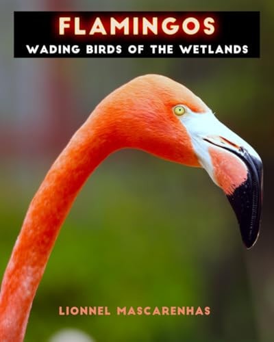 Flamingos Wading Birds of the Wetlands