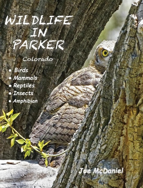 Wildlife In Parker: Colorado