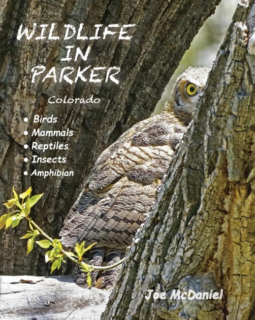 Wildlife In Parker: Colorado