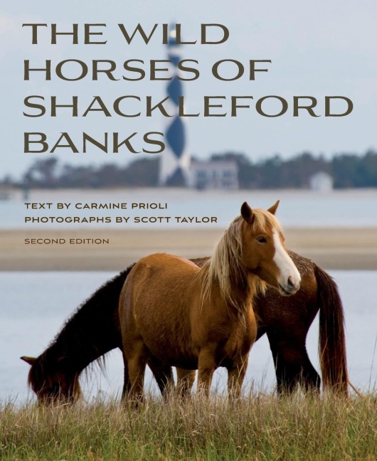 Wild Horses of Shackleford Banks