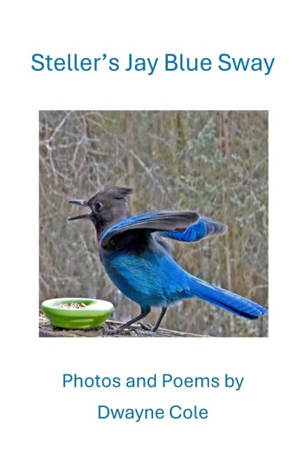 Stellers Jay Blue Sway: Photos and Poems