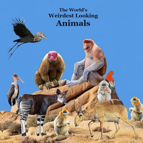 Weirdest Looking Animals in the World Kids Book Great Way for Kids to Meet the World's Weirdest Looking Animals