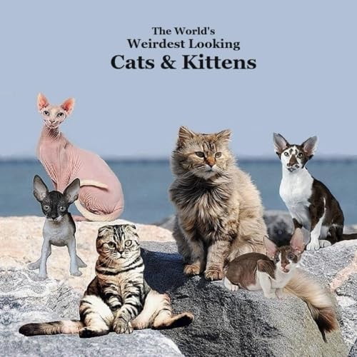 World's Weirdest Looking Cats and Kittens Kids Book Great Way for Children to Meet the Weirdest Looking Cats and Kittens