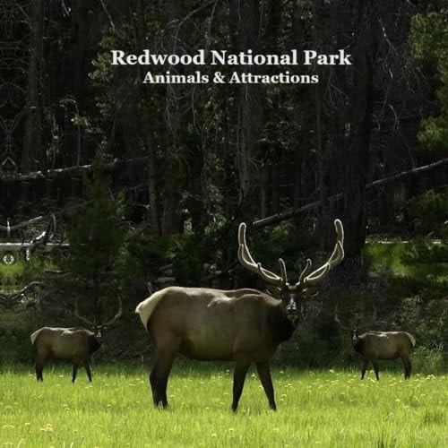 Redwood National Park Animals and Attractions Kids Book Great Way for Children to See Redwood National and State Parks