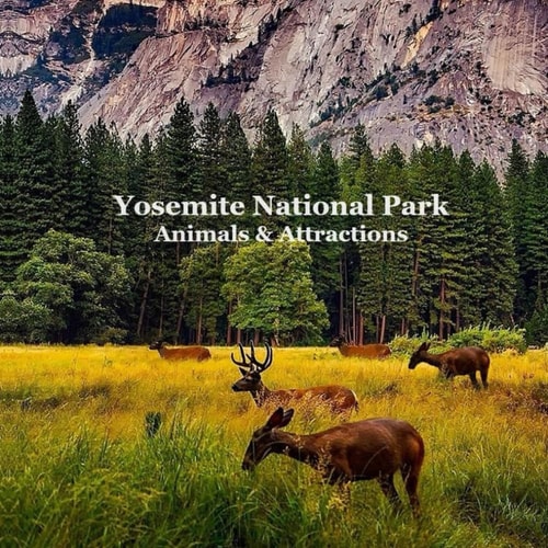 Yosemite National Park Animals & Attractions Kids Book Great Way for Kids to See the Animals and Attractions in Yosemite National Park