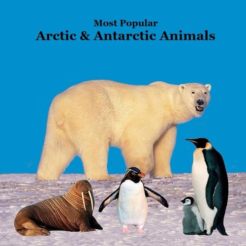 Most Popular Arctic and Antarctic Animals Kids Book Great Arctic Animals Children's Book with Lifelike Pictures and Fun Facts