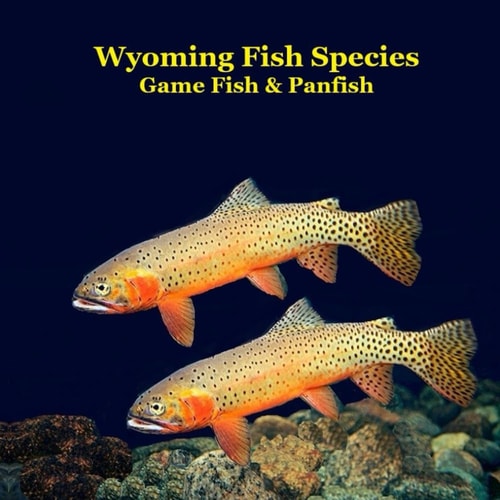 Wyoming Game Fish and Panfish Species Kids Book Great Book About the Different Types of Fish in Wyoming